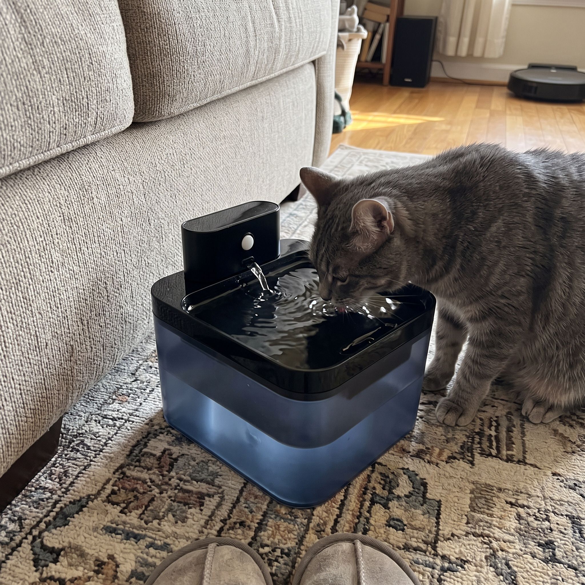 Pawbrook fountain in a lived-in home with a cat or small dog